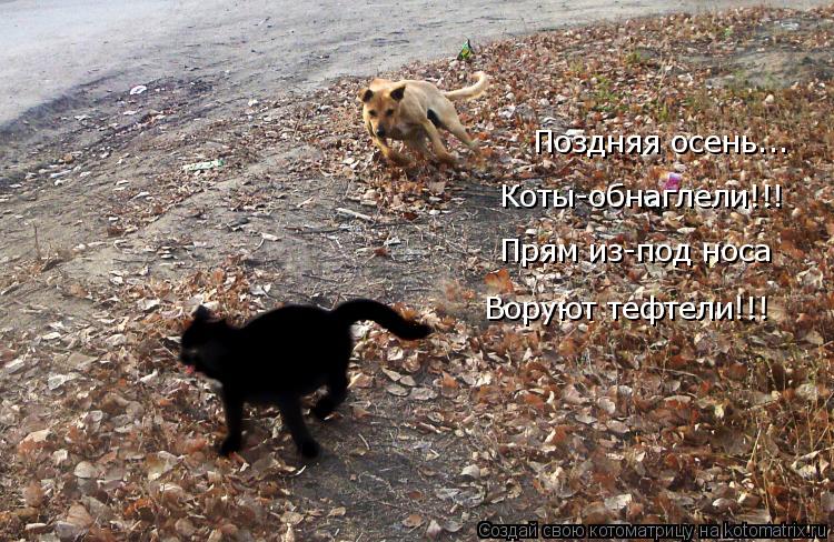 Котоматрица: Поздняя осень... Коты-обнаглели!!! Прям из-под носа Воруют тефтели!!!