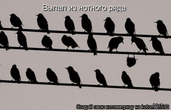 Выпал из нотного ряда... Котоматрица: Выпал из нотного ряда