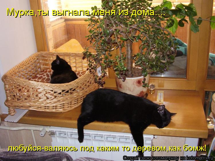 Мурка,ты выгнала меня из дома.... любуйся-валяюсь под каким то деревом,как бомж!... Котоматрица: Мурка,ты выгнала меня из дома.... любуйся-валяюсь под каким то деревом,как бомж!