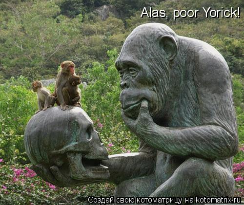 Котоматрица: Alas, poor Yorick!