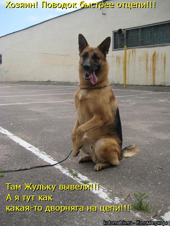 Котоматрица: Хозяин! Поводок быстрее отцепи!!! Там Жульку вывели!!! А я тут как  какая-то дворняга на цепи!!!