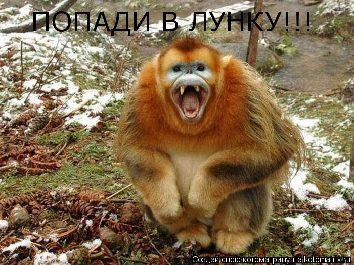 ПОПАДИ В ЛУНКУ!!!... Котоматрица: ПОПАДИ В ЛУНКУ!!!