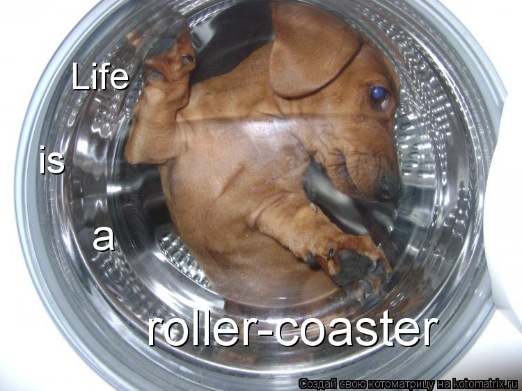 Котоматрица: Life  is a roller-coaster