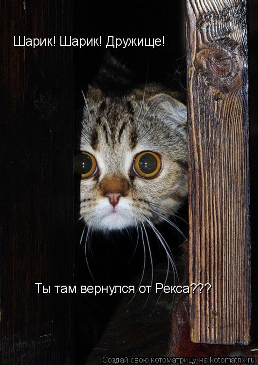 Шарик! Шарик! Дружище! Ты там вернулся от Рекса???... Котоматрица: Шарик! Шарик! Дружище! Ты там вернулся от Рекса???