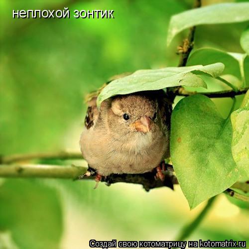 неплохой зонтик... Котоматрица: неплохой зонтик