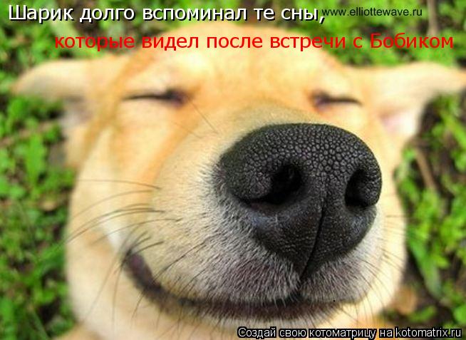 Котоматрица: Шарик долго вспоминал те сны,  которые видел после встречи с Бобиком