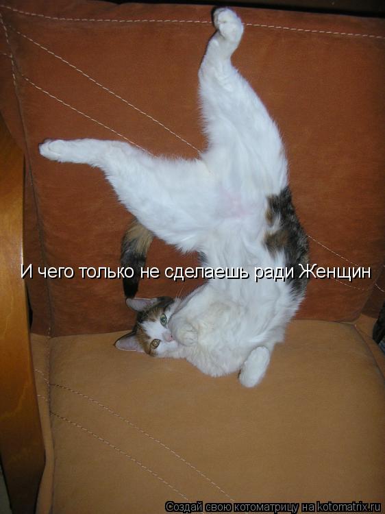 И чего только не сделаешь ради Женщин... Котоматрица: И чего только не сделаешь ради Женщин