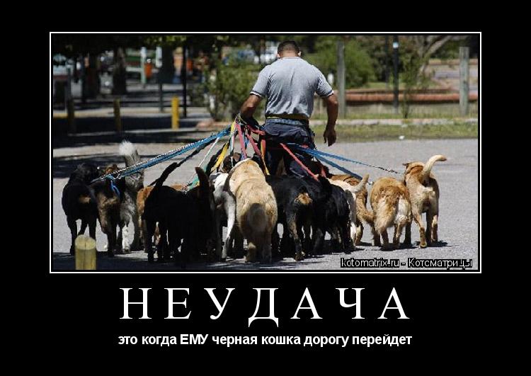 Котоматрица: неудача это когда ЕМУ черная кошка дорогу перейдет