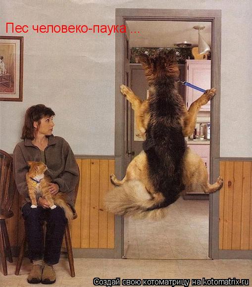 Пес человеко-паука ...... Котоматрица: Пес человеко-паука ...