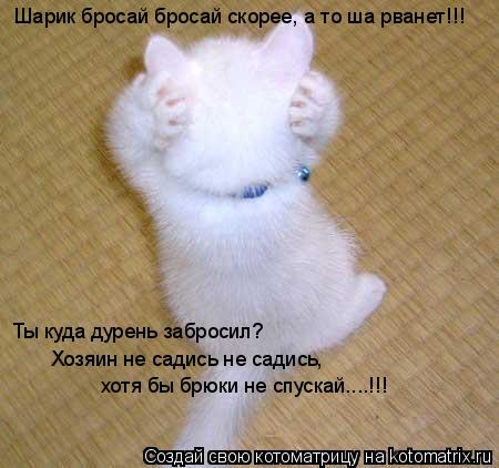 Котоматрица: Шарик бросай бросай скорее, а то ша рванет!!! Ты куда дурень забросил? Хозяин не садись не садись,  хотя бы брюки не спускай....!!!