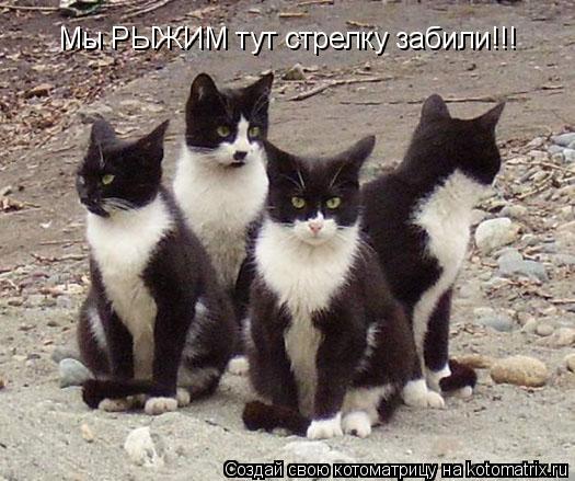Мы РЫЖИМ тут стрелку забили!!!... Котоматрица: Мы РЫЖИМ тут стрелку забили!!!