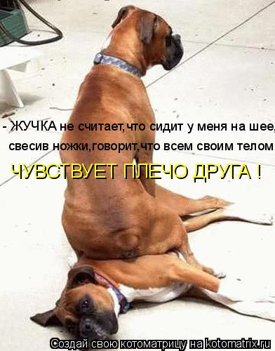 - ЖУЧКА не считает,что сидит у меня на шее, свесив ножки,говорит,что всем своим телом ЧУВСТВУЕТ ПЛЕЧО... Котоматрица: - ЖУЧКА не считает,что сидит у меня на шее, свесив ножки,говорит,что всем своим телом ЧУВСТВУЕТ ПЛЕЧО ДРУГА !