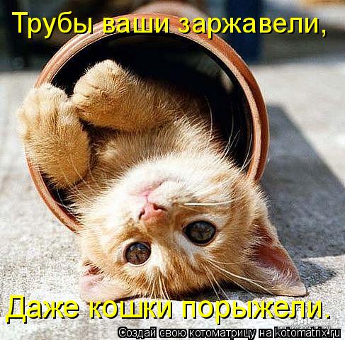 Трубы ваши заржавели, Даже кошки порыжели.... Котоматрица: Трубы ваши заржавели, Даже кошки порыжели.