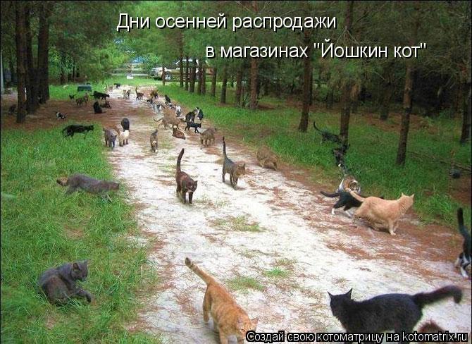 Котоматрица: Дни осенней распродажи в магазинах "Йошкин кот"