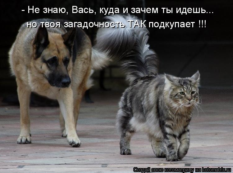 - Не знаю, Вась, куда и зачем ты идешь... но твоя загадочность ТАК подкупает !!!... Котоматрица: - Не знаю, Вась, куда и зачем ты идешь... но твоя загадочность ТАК подкупает !!!