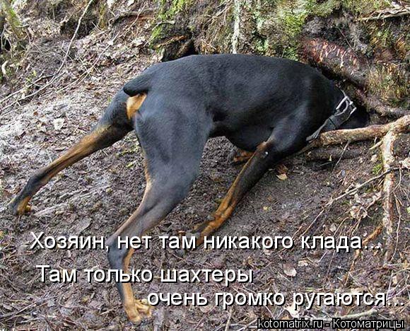 Котоматрица: Хозяин, нет там никакого клада... Там только шахтеры  очень громко ругаются...