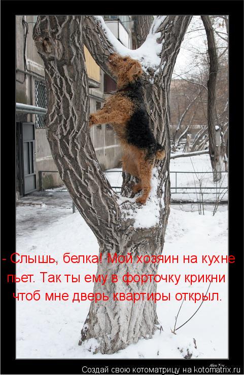 Котоматрица: - Слышь, белка! Мой хозяин на кухне пьет. Так ты ему в форточку крикни чтоб мне дверь квартиры открыл.
