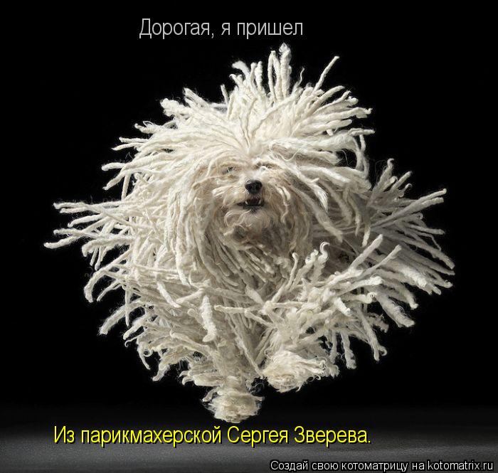 Дорогая, я пришел Из парикмахерской Сергея Зверева.... Котоматрица: Дорогая, я пришел Из парикмахерской Сергея Зверева.