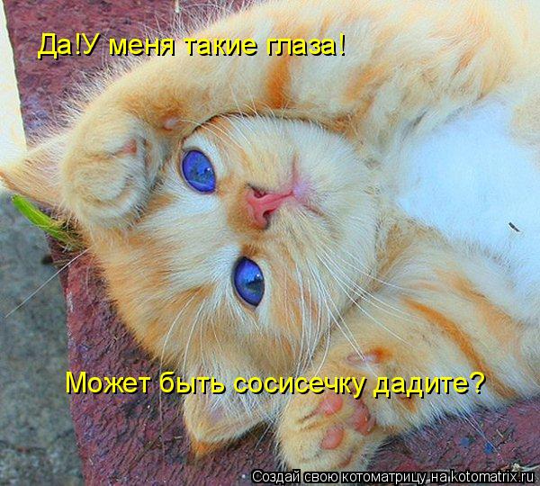 Котоматрица: Да!У меня такие глаза! Может быть сосисечку дадите?