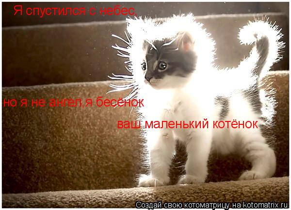 Я спустился с небес, но я не ангел,я бесёнок ваш маленький котёнок... Котоматрица: Я спустился с небес, но я не ангел,я бесёнок ваш маленький котёнок