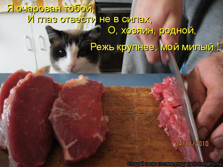 Котоматрица: Я очарован тобой, И глаз отвести не в силах, О, хозяин, родной, Режь крупнее, мой милый !