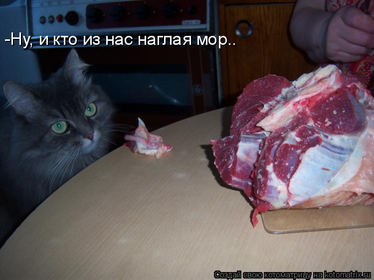 Котоматрица: -Ну, и кто из нас наглая мор..