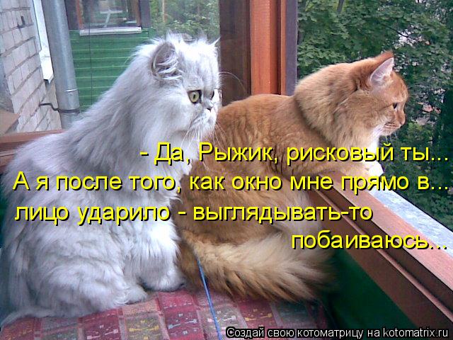 Котоматрица: - Да, Рыжик, рисковый ты... А я после того, как окно мне прямо в...  лицо ударило - выглядывать-то  побаиваюсь...