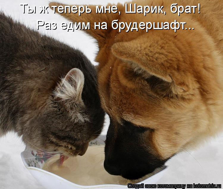 Ты ж теперь мне, Шарик, брат! Раз едим на брудершафт...... Котоматрица: Ты ж теперь мне, Шарик, брат! Раз едим на брудершафт...