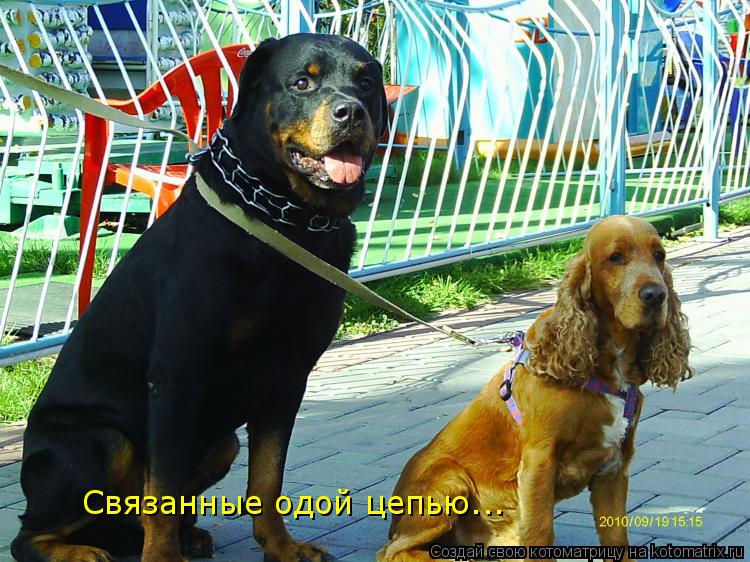 Связанные одой цепью...... Котоматрица: Связанные одой цепью...