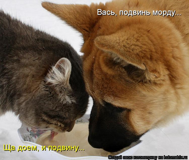 Вась, подвинь морду... Ща доем, и подвину...... Котоматрица: Вась, подвинь морду... Ща доем, и подвину...