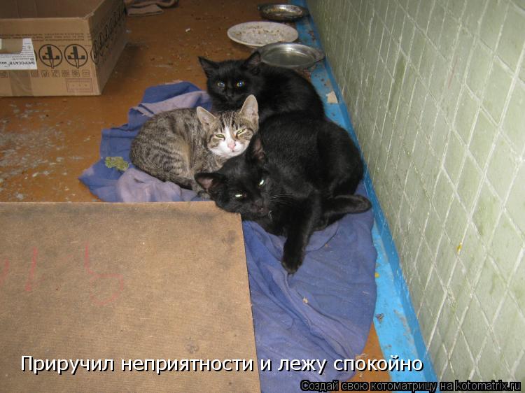 Приручил неприятности и лежу спокойно... Котоматрица: Приручил неприятности и лежу спокойно