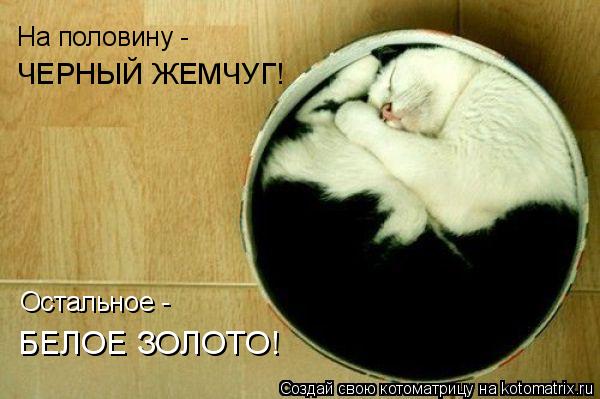 На половину - ЧЕРНЫЙ ЖЕМЧУГ! Остальное - БЕЛОЕ ЗОЛОТО!... Котоматрица: На половину - ЧЕРНЫЙ ЖЕМЧУГ! Остальное - БЕЛОЕ ЗОЛОТО!