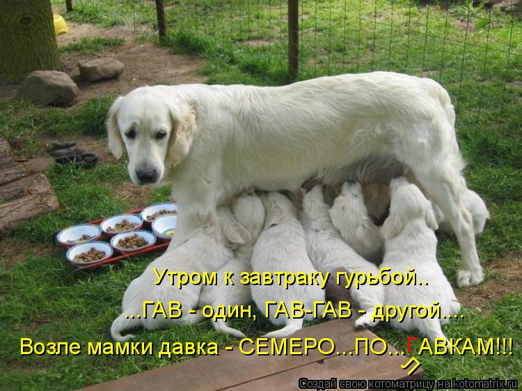 Котоматрица: Утром к завтраку гурьбой.. ...ГАВ - один, ГАВ-ГАВ - другой.... Возле мамки давка - СЕМЕРО...ПО...  АВКАМ!!! Л Г