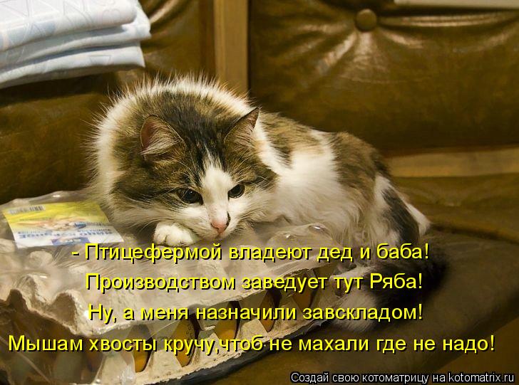 Котоматрица: - Птицефермой владеют дед и баба! Производством заведует тут Ряба! Ну, а меня назначили завскладом! Мышам хвосты кручу,чтоб не махали где не 