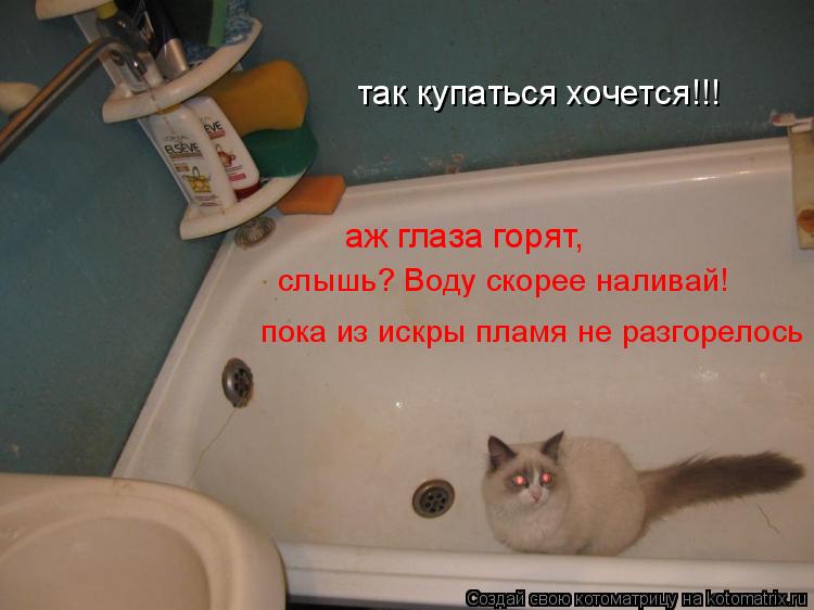 Котоматрица: так купаться хочется!!! аж глаза горят, слышь? Воду скорее наливай! пока из искры пламя не разгорелось