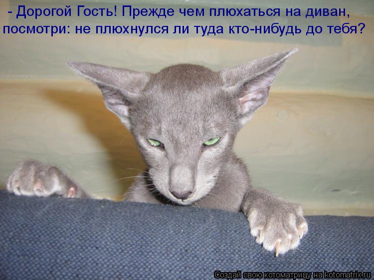 Котоматрица: посмотри: не плюхнулся ли туда кто-нибудь до тебя? - Дорогой Гость! Прежде чем плюхаться на диван,