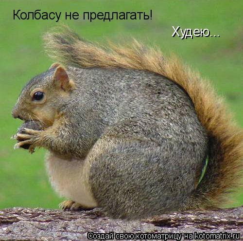 Колбасу не предлагать! Худею...... Котоматрица: Колбасу не предлагать! Худею...