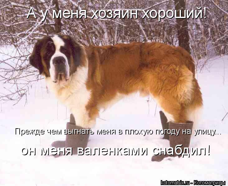 Человек собаке друг!!!