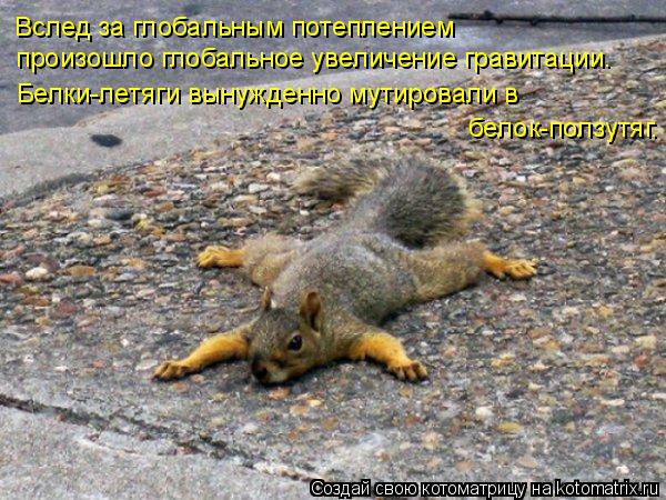 Вслед за глобальным потеплением произошло глобальное увеличение гравитации. Белки-летяги вынужденно ... Котоматрица: Вслед за глобальным потеплением произошло глобальное увеличение гравитации. Белки-летяги вынужденно мутировали в белок-ползутяг.