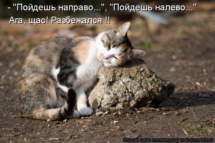 - "Пойдешь направо...", "Пойдешь налево..." Ага, щас! Разбежался !!... Котоматрица: - "Пойдешь направо...", "Пойдешь налево..." Ага, щас! Разбежался !!