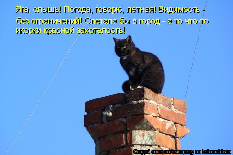 Яга, слышь! Погода, говорю, лётная! Видимость - без ограничений! Слетала бы в город - а то что-то ик... Котоматрица: Яга, слышь! Погода, говорю, лётная! Видимость - без ограничений! Слетала бы в город - а то что-то икорки красной захотелость!
