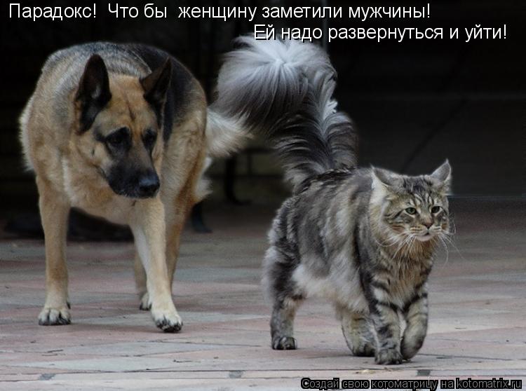Парадокс! Что бы женщину заметили мужчины! Ей надо развернуться и уйти!... Котоматрица: Парадокс! Что бы женщину заметили мужчины! Ей надо развернуться и уйти!