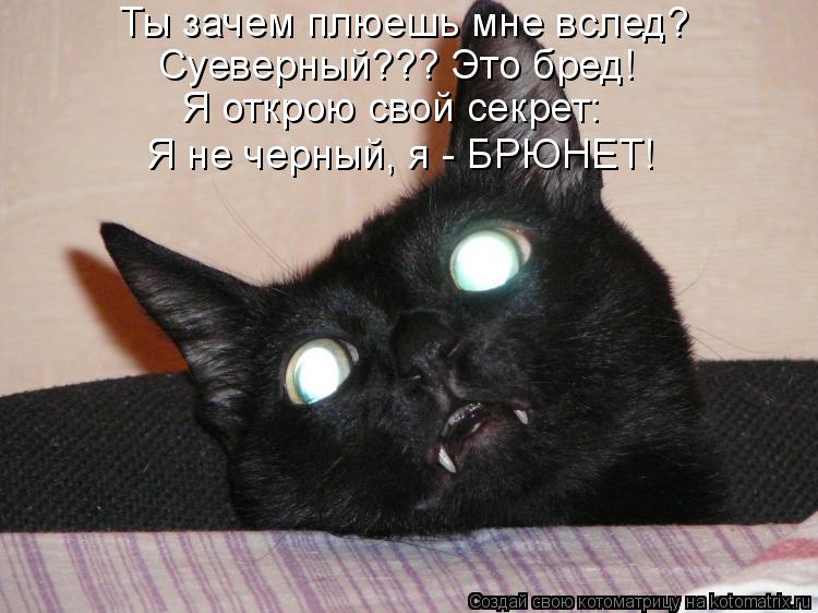 Ты зачем плюешь мне вслед? Суеверный??? Это бред! Я открою свой секрет: Я не черный, я - БРЮНЕТ!... Котоматрица: Ты зачем плюешь мне вслед? Суеверный??? Это бред! Я открою свой секрет: Я не черный, я - БРЮНЕТ!