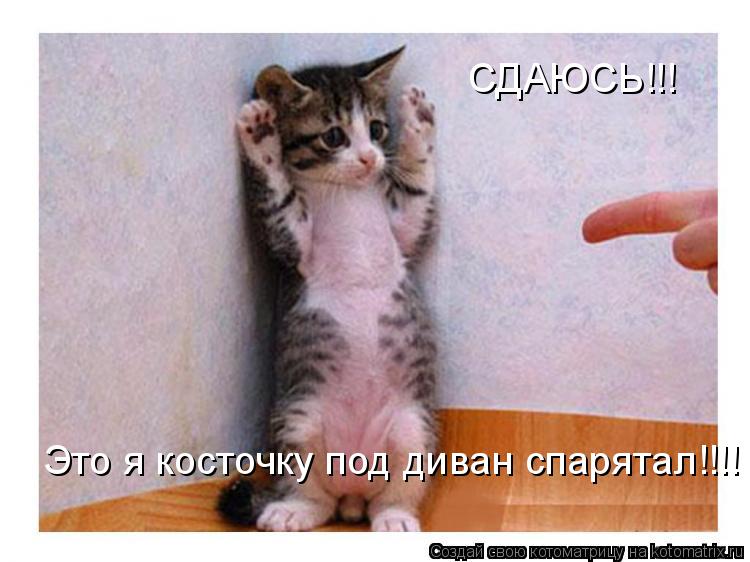 СДАЮСЬ!!! Это я косточку под диван спарятал!!!!... Котоматрица: СДАЮСЬ!!! Это я косточку под диван спарятал!!!!