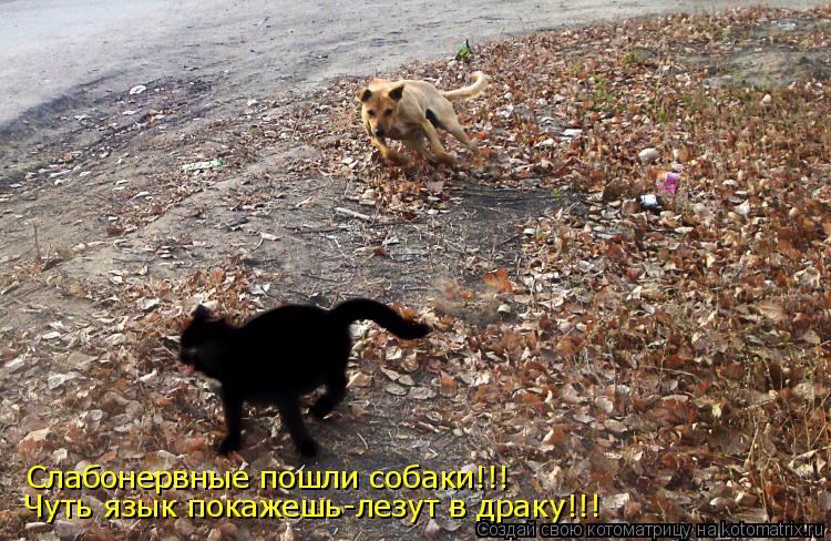 Слабонервные пошли собаки!!! Чуть язык покажешь-лезут в драку!!!... Котоматрица: Слабонервные пошли собаки!!! Чуть язык покажешь-лезут в драку!!!
