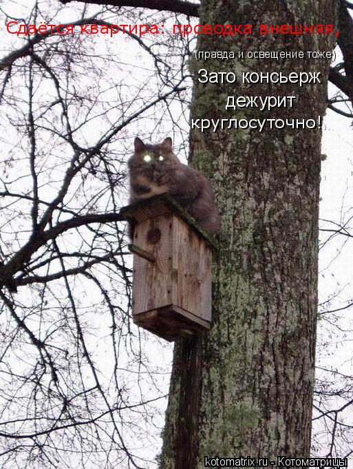 (правда и освещение тоже) Зато консьерж дежурит Сдаётся квартира: проводка внешняя, круглосуточно!... Котоматрица: (правда и освещение тоже) Зато консьерж дежурит Сдаётся квартира: проводка внешняя, круглосуточно!