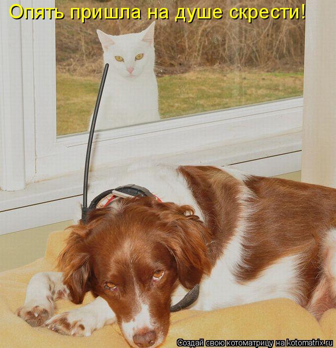 Опять пришла на душе скрести!... Котоматрица: Опять пришла на душе скрести!