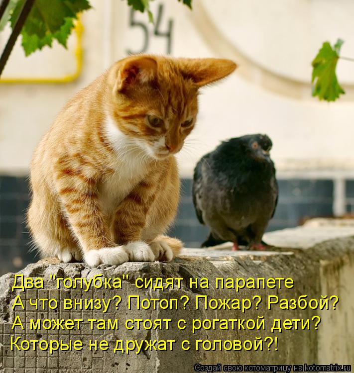 А что внизу? Потоп? Пожар? Разбой? Два "голубка" сидят на парапете А может там стоят с рогаткой дети?... Котоматрица: А что внизу? Потоп? Пожар? Разбой? Два "голубка" сидят на парапете А может там стоят с рогаткой дети? Которые не дружат с головой?!