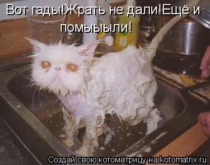 Вот гады!Жрать не дали!Ещё и помыыыли!... Котоматрица: Вот гады!Жрать не дали!Ещё и помыыыли!