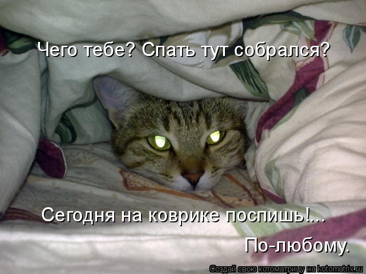 Чего тебе? Спать тут собрался? Сегодня на коврике поспишь!... По-любому.... Котоматрица: Чего тебе? Спать тут собрался? Сегодня на коврике поспишь!... По-любому.